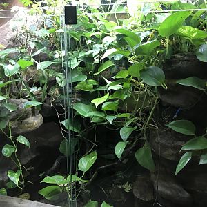 Tree frog exhibit 171018