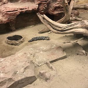 Australia House inhabitant 171018