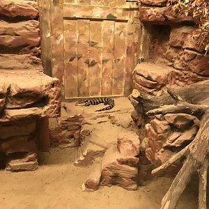 Australia House inhabitant 171018