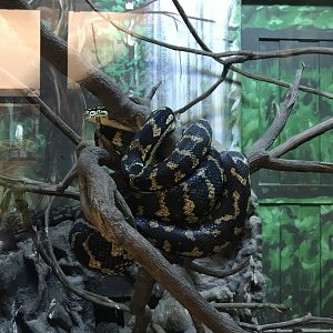 Australia House - Jungle carpet python 171018