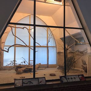 Australia House - Kookaburra and Eclectus parrot exhibit 171018