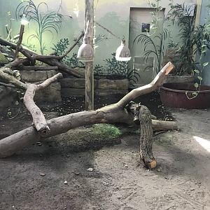 Komodo Dragon House exhibit 171018