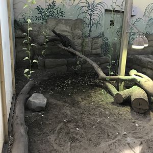 Komodo Dragon House exhibit 171018