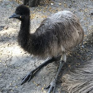 Australia Trail - Emu 171018