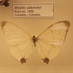 Morpho sulkowskyi