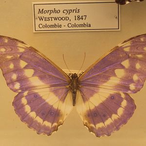 Morpho cypris