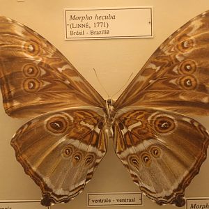 Morpho hecuba