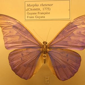 Morpho rhetenor