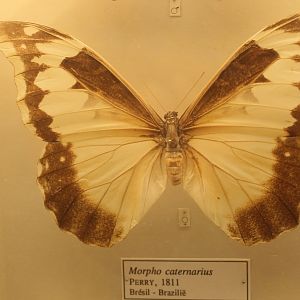 Morpho caternarius