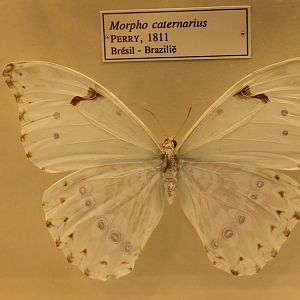 Morpho caternarius