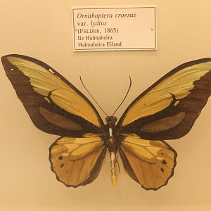 Ornithoptera croesus