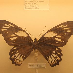 Ornithoptera priamus