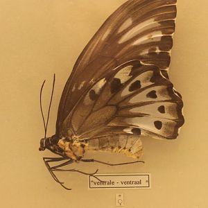 Ornithoptera priamus