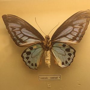 Ornithoptera priamus urvillianus