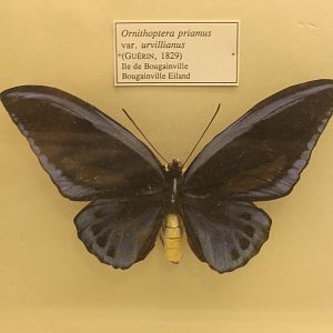 Ornithoptera priamus urvillianus