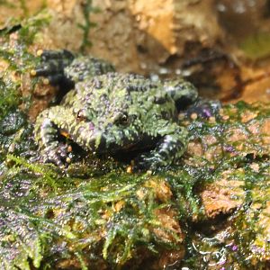 Oriental fire-bellied toad