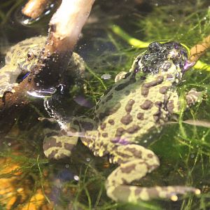 Oriental fire-bellied toads