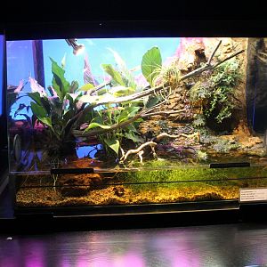 Enclosure Oriental fire-bellied toad