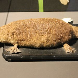 Platypus