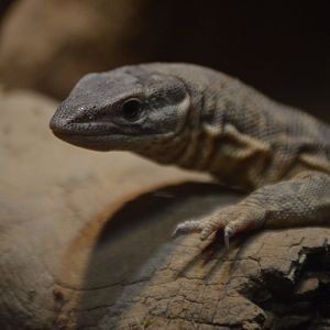 Juvenile Varanus acanthurus