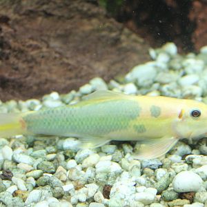 Gyrinocheilus aymonieri