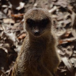 Suricata suricatta suricatta