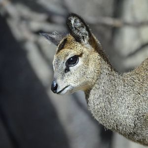 Oreotragus oreotragus calf