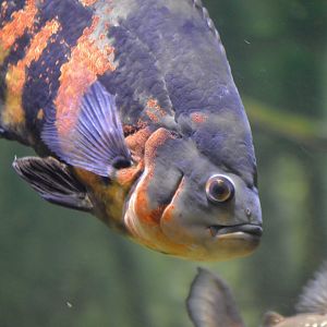 Astronotus ocellatus