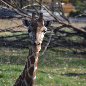 Giraffa camelopardalis reticulata