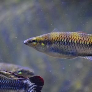 Bedotia madagascariensis