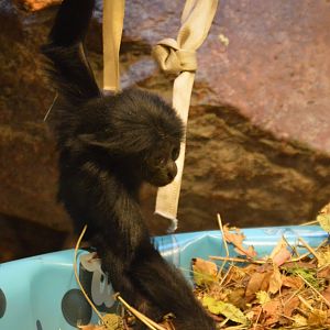 Baby Symphalangus syndactylus