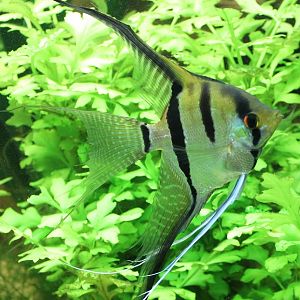 Pterophyllum species "Peru"