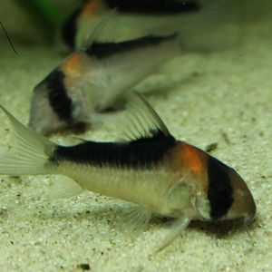 Corydoras adolfoii