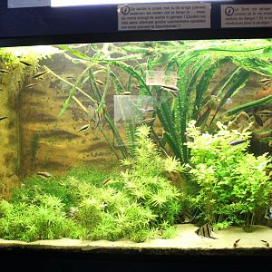 South American freshwater aquarium