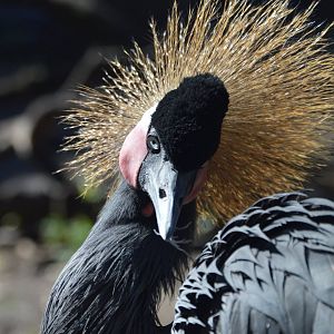 Balearica pavonina pavonina