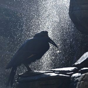 Bucorvus abyssinicus mid-shower