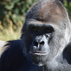 Gorilla gorilla gorilla