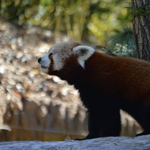 Ailurus fulgens