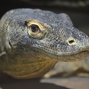 Varanus komodoensis