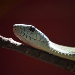 Dendroaspis jamesoni