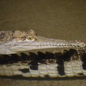 Crocodylus johnstoni