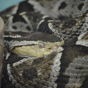 Bothrops asper