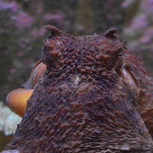 Enteroctopus dofleini