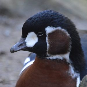 Branta ruficollis