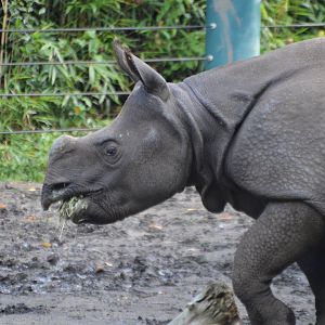 Rhinoceros unicornis