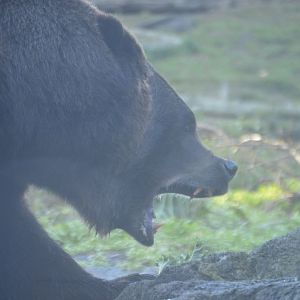 Ursus arctos horribilis