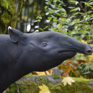 Tapirus indicus