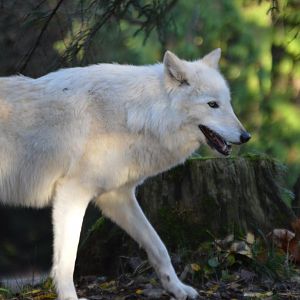 Canis lupus (occidentalis?)
