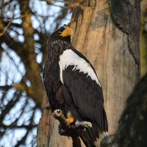 Haliaeetus pelagicus