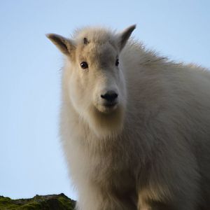 Daisy, Oreamnos americanus